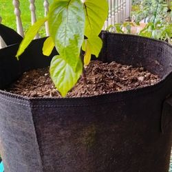 Granda Jalapeno Pepper Plant