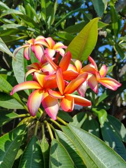 Plant plumerias