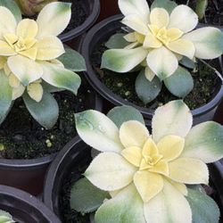 Succulents Plants 4”pot 🪴