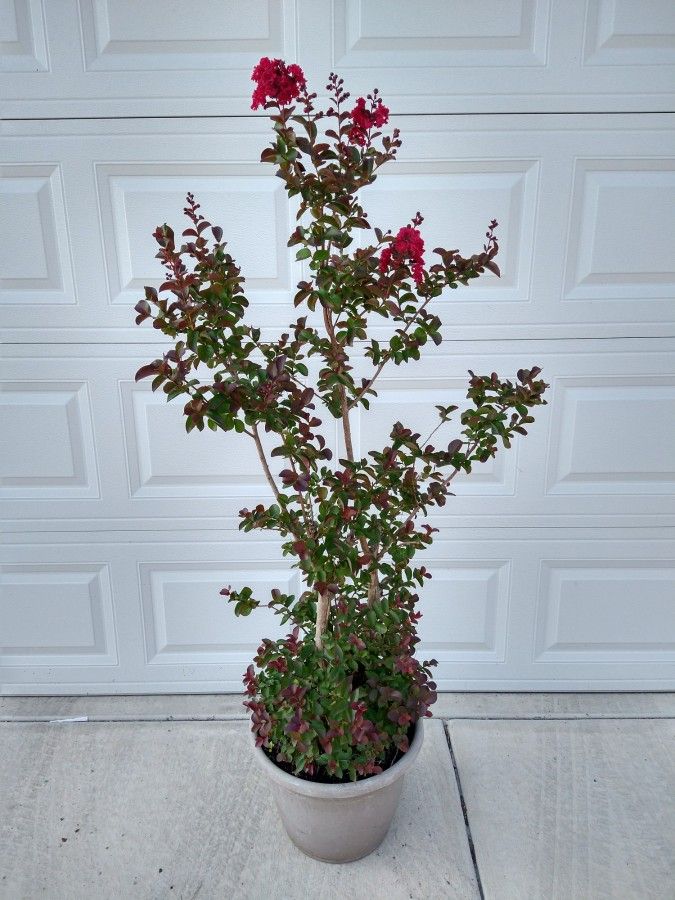 Crape Myrtle Tree Bonsai Topiary