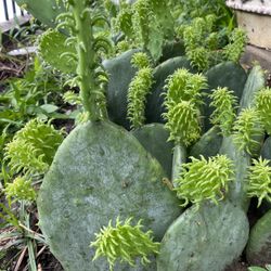 CACTUS AND OTHER PLANTS 