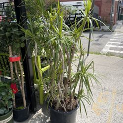 Madagascar Dragon tree