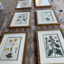 Collection of six botanical prints in gold frames.