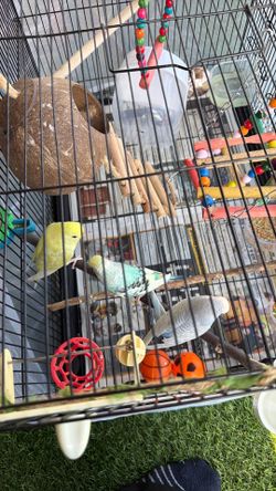 Three budgies including everything is pictures for 120