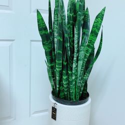 Very Full/Healthy Sansevieria Black Coral Snake Plants Give Out The Fresh Air And Take Away The Bad One - 3’7” tall -  Ceramic Pot Not Including 