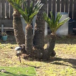 Sago Palm