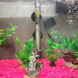 Fish & Reptile Cleaning 