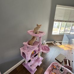 Kitten Cat Tree
