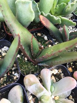 Succulents 2”