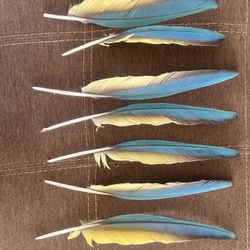 Parrot Feathers 
