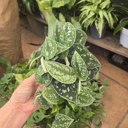 Satin pothos