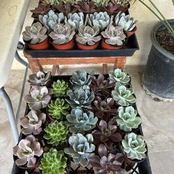 4 Inch Succulent 3$ Each