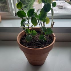 peperomia obtusifolia