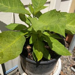 Angels Trumpet, White Color 