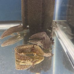 Fish Tank