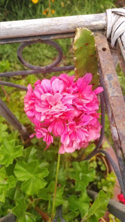 Geraniums Vine Plant Geraneos Plants De Guias