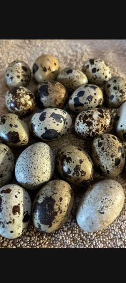 Eggs eggs dozen $4.00