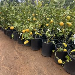 5 Gallon Size- Fruiting Age- Citrus Trees 
