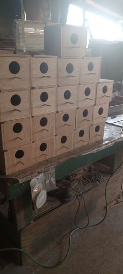 Bird Nests