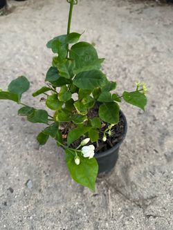 Jasmine plant 🪴