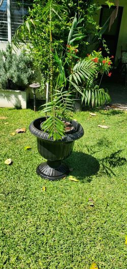 #52 Parlor Palm, Chamaedorea Elegans 5gal Plant