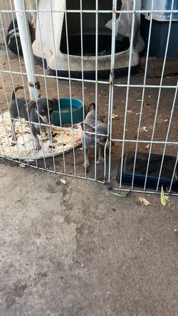 Selling dog cage