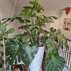 Large Monstera Plant 