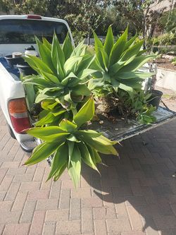Fox Tail Agaves 