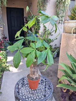Money Tree Plant $20