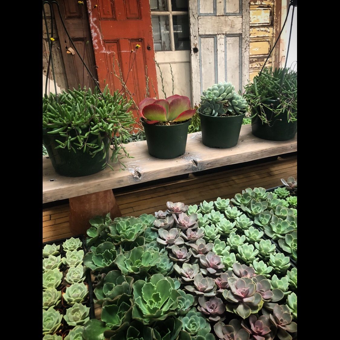 Succulent Sale