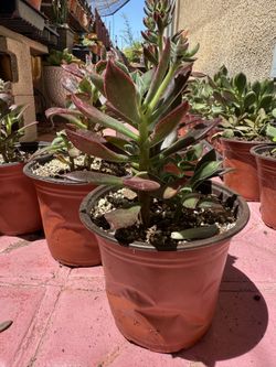 Succulents