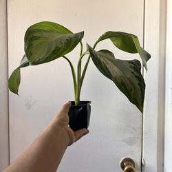 Silver Bay Read Description⤵️ I’m Not Replying Back To Hi Is This Still Available 🙄