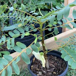 White Hummingbird Flowe Plant With Flower (1 Ft Tall)