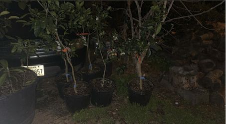 Orange Trees Red Navel