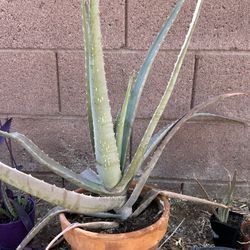 Mature Aloe Vera Plant+freebie