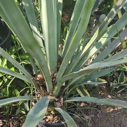 Large Agave For 45 And Medium For 15