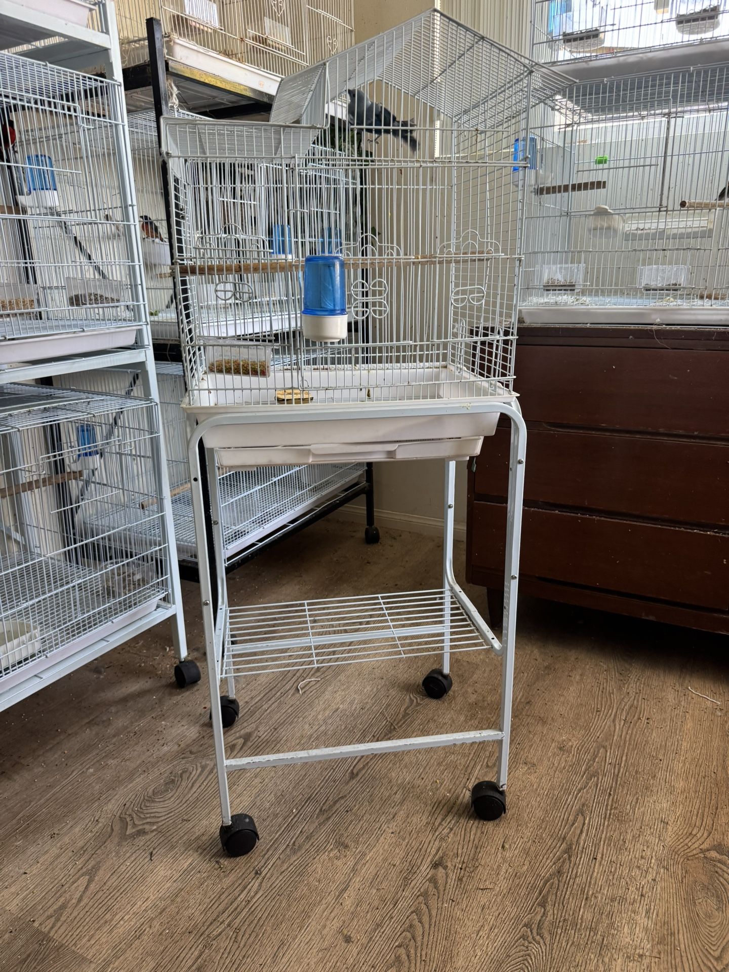 Birds Cage $30
