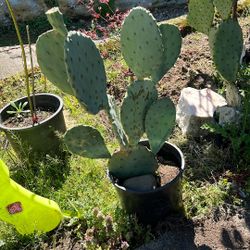 Cactus Plants 
