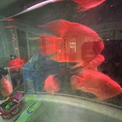 Parrot And Flowerhorn Tank