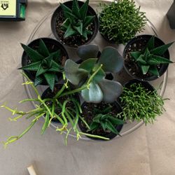Assorted Succulents 