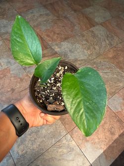 Pothos