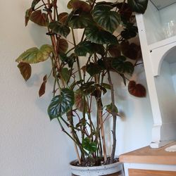 Beautiful Interior Plant 4ft. Aprox.