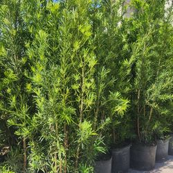 Spectacular Podocarpus Plants For Inmediate Privacy!!! About 6 Feet Tall!!! Fertilized 