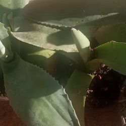 Agave Plants  Various Sizes 