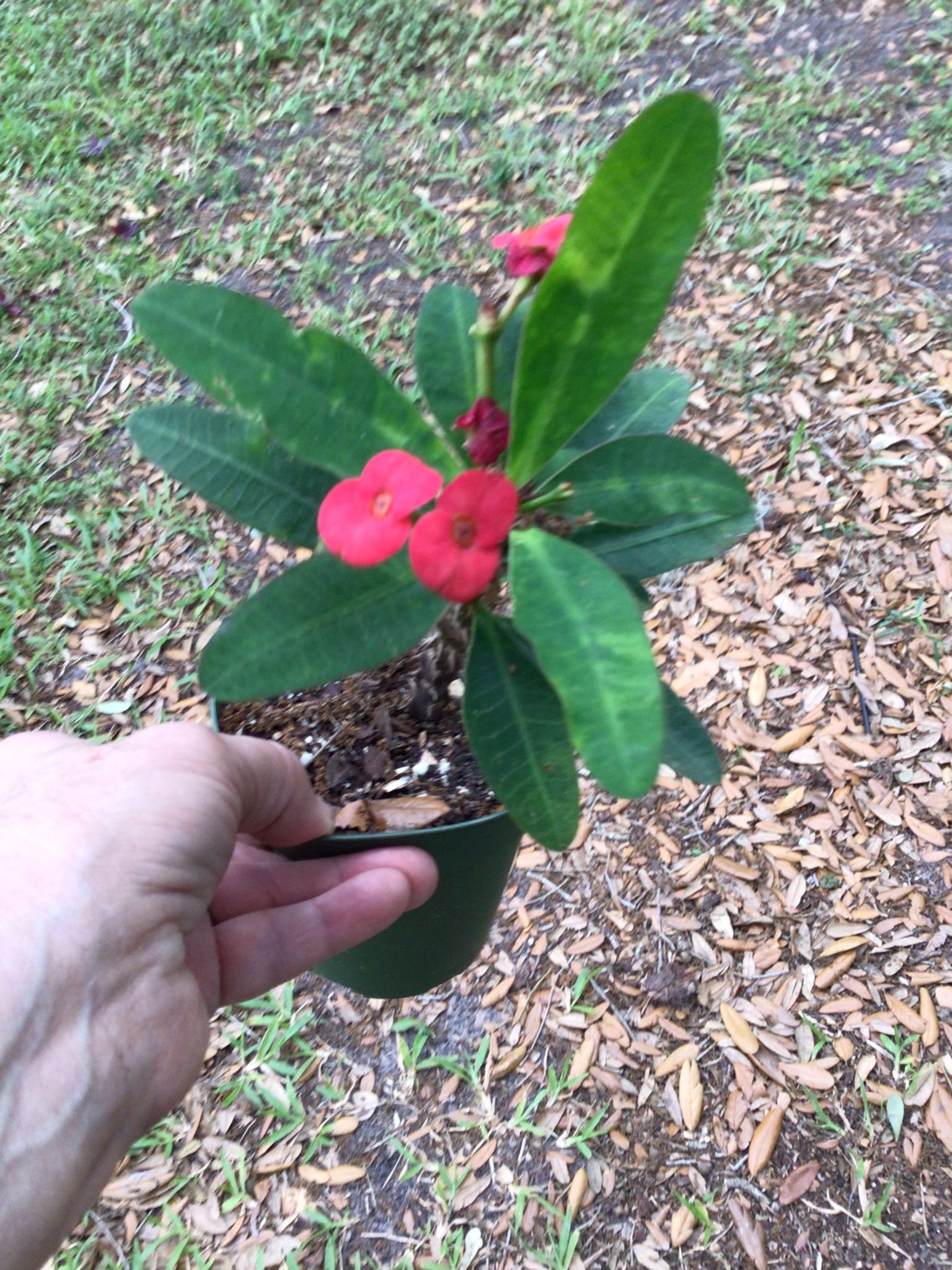 Pretty Crown of Thorns Plants, Red and Pink