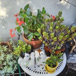 Big Plant Sale Today Friday!!!!!Open Open Now