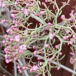 Desert Bush