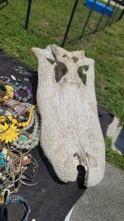 Alligator skull  Huge