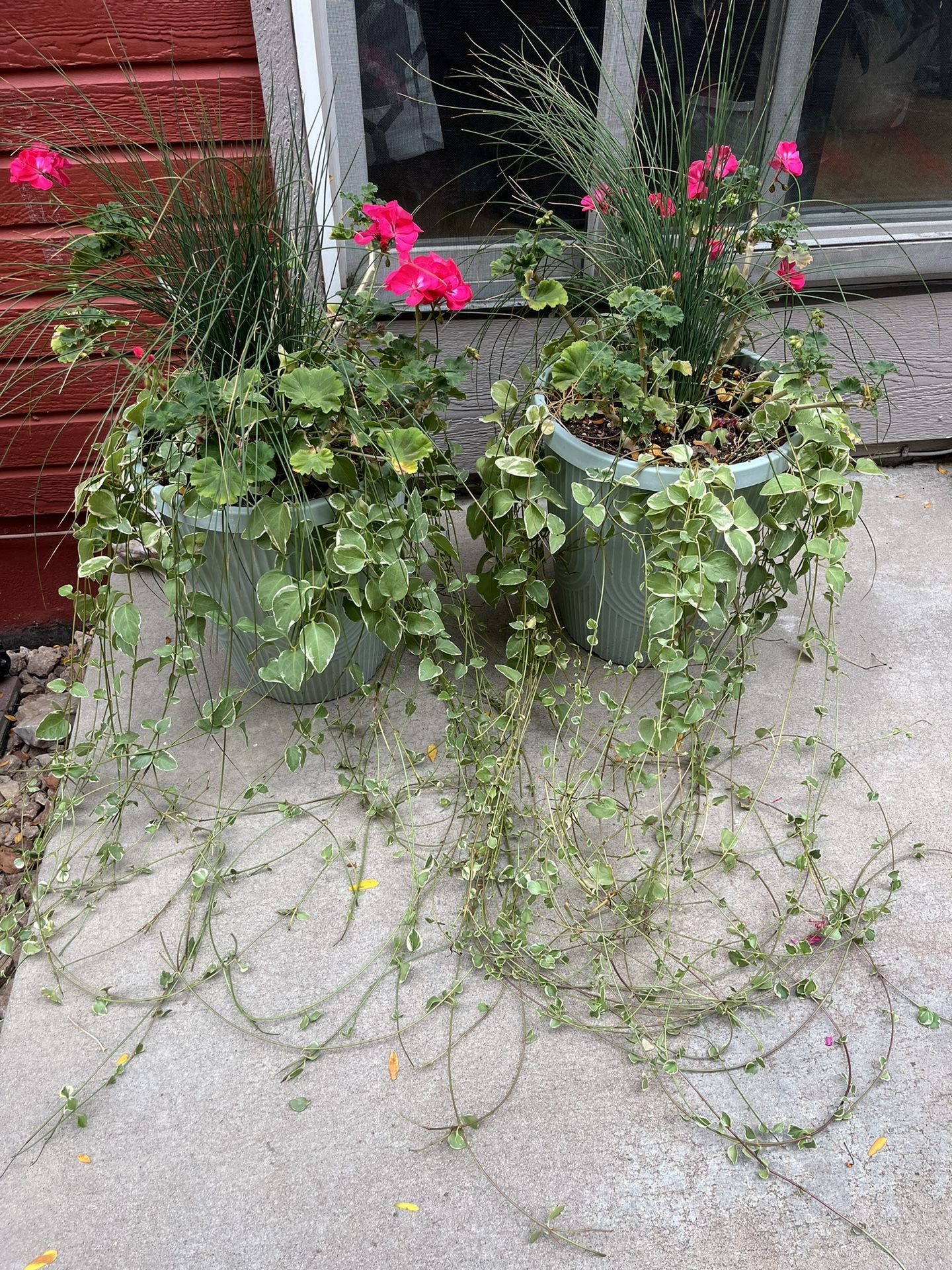 Plants