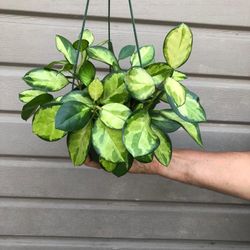 6” Hoya Australis Lisa